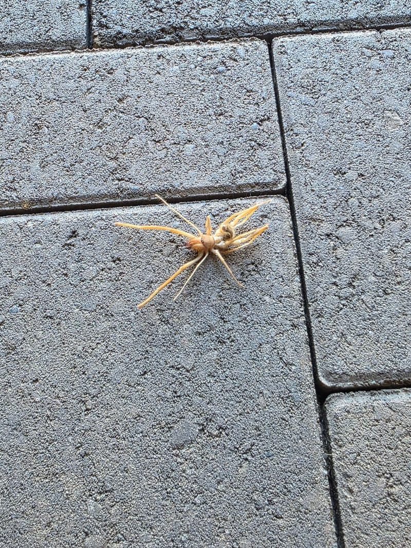 Sun spider on dark pavers