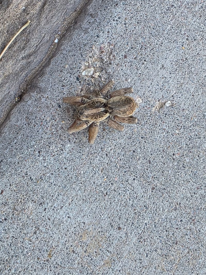 Tarantula on a concrete surface